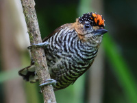 FL6A4345Ochre-collared_Piculet