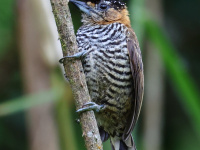 FL6A4349Ochre-collared_Piculet