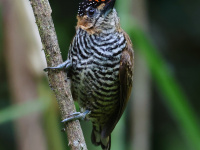 FL6A4361Ochre-collared_Piculet