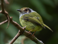 FL6A4535Eared_Pygmy_Tyrant