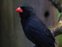 FL6A4675Black-throated_Grosbeak