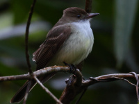 FL6A4764Short-crested_Flycatcher