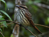 FL6A4774Streaked_Flycatcher