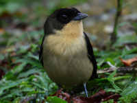 FL6A4822Black-goggled_Tanager
