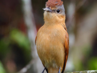 FL6A4831Chestnut-crowned_Becard