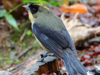 FL6A4845Black-goggled_Tanager
