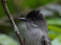 FL6A4862Sibilant_Sirystes