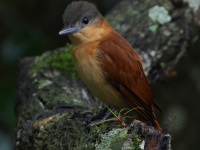 FL6A4870Female_Crested_Becard
