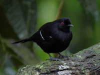 FL6A4896White-shouldered_Fire-Eye