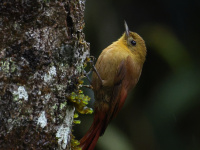 FL6A4901Olivaceous_Woodcreeper
