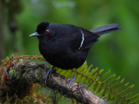 FL6A4972White-shouldered_Fire-Eye
