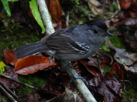 FL6A5004Variable_Antshrike