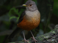 FL6A5035Rufous-bellied_Thrush