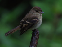 FL6A5190Eulers_Flycatcher