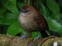 FL6A5262Female_White-shouldered_Fire-Eye
