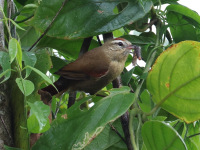 FL6A5322Pallid_Spinetail