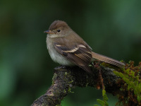 FL6A5332Eulers_Flycatcher