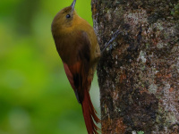 FL6A5350Olivaceous_Woodcreeper