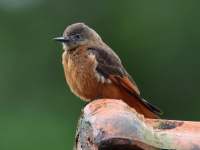 FL6A5383Cliff_Flycatcher