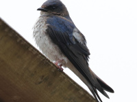 FL6A5400Gray-breasted_Martin