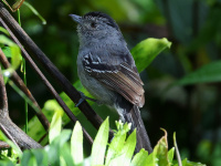 FL6A5456Variable_Antshrike