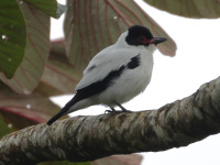 FL6A5540Black-tailed_Tityra