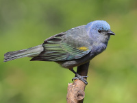 FL6A5669Golden-chevroned_Tanager