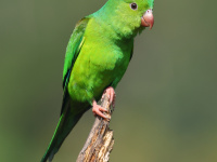FL6A5677Plain_Parakeet