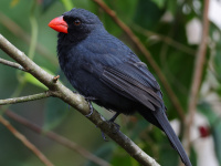 FL6A5732Black-Throated_Grosbeak
