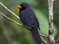 FL6A5738Black-Throated_Grosbeak
