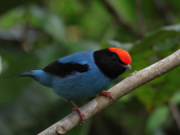FL6A5744Swallow-tailed_Manakin