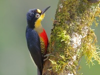 FL6A5789Yellow-fronted_Woodpecker