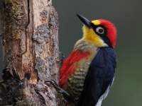 FL6A5849Yellow-fronted_Woodpecker1