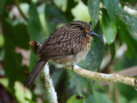 FL6A5914Crescent-chested_Puffbird