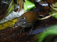 FL6A6007Sharp-tailed_Streamcreeper