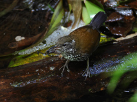 FL6A6015Sharp-tailed_Streamcreeper