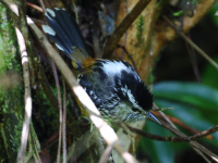 FL6A6097Ochre-rumped_Antbird