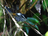 FL6A6114Ochre-rumped_Antbird