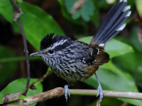 FL6A6258Ochre-rumped_Antbird
