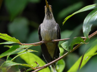 FL6A6340Scale-throated_Hermit