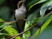 FL6A6346Scale-throated_Hermit