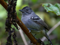 FL6A6373Variable_Antshrike