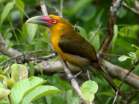 FL6A6577Saffron_Toucanet