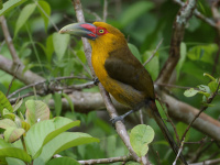 FL6A6581Saffron_Toucanet