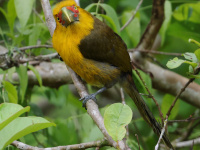 FL6A6607Saffron_Toucanet