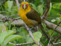 FL6A6609Saffron_Toucanet
