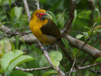 FL6A6616Saffron_Toucanet