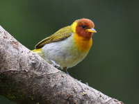 FL6A6631Rufous-headed_Tanager