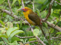 FL6A6654Saffron_Toucanet