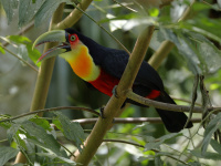 FL6A6811Red-breasted_Toucan